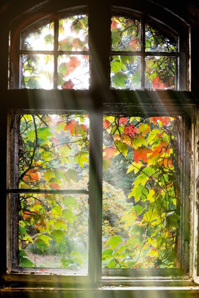 Glasbild FENSTER MIT LAUB in bunt aus Kunststoff