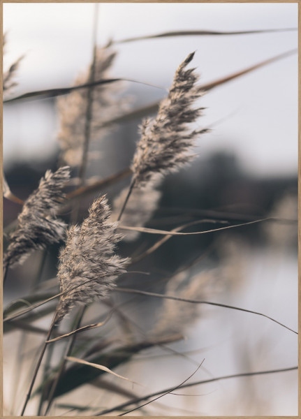 Posterboard MELLOW GRASSES 3 in mehrfarbig aus Papier