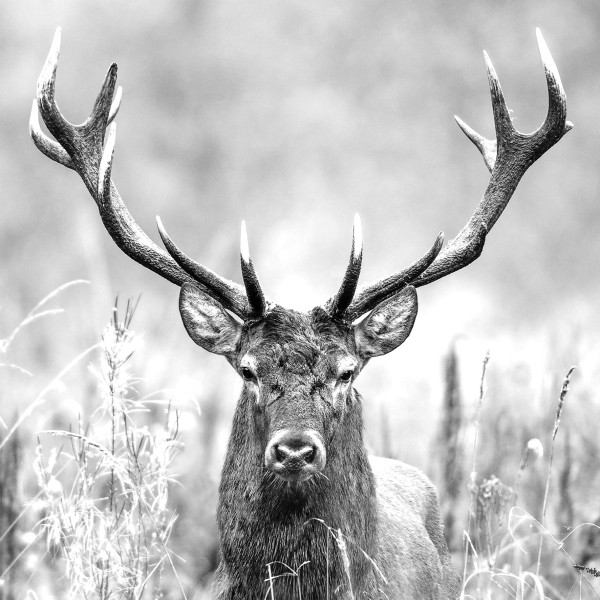 Glasbild GREY DEER HEAD II in mehrfarbig aus Glas