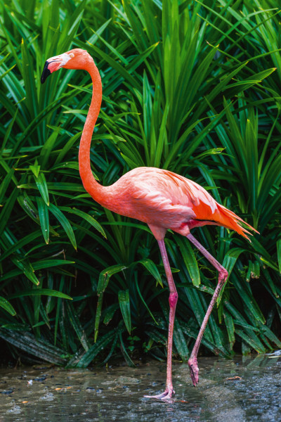 Akustikbild ELEGANTER FLAMINGO aus Materialmix