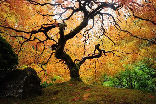 Leinwandbild DER BAUM in bunt aus Kunststoff