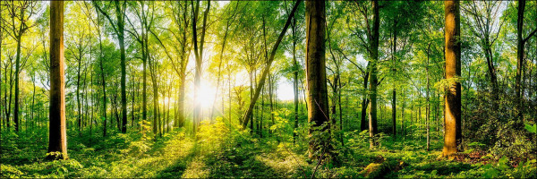 Aludibondbild WONDERFUL FOREST in mehrfarbig aus Metall