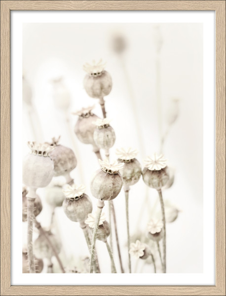 Gerahmtes Bild DRIED POPPIES in mehrfarbig aus Glas satiniert