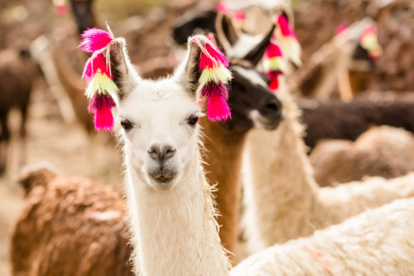 Akustikbild LAMA aus Materialmix