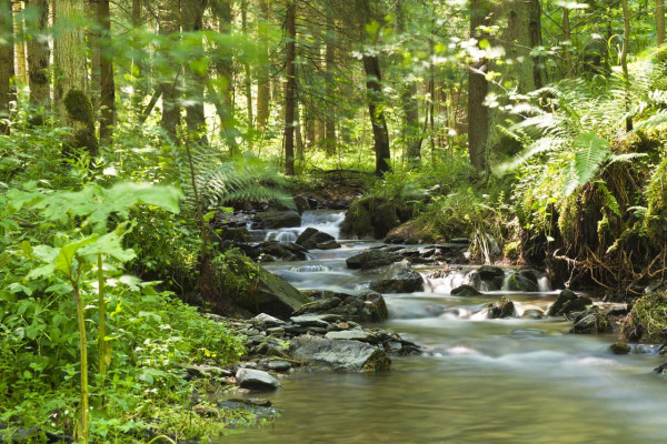 Leinwandbild FLUßLAUF IM WALD in grün aus Holz