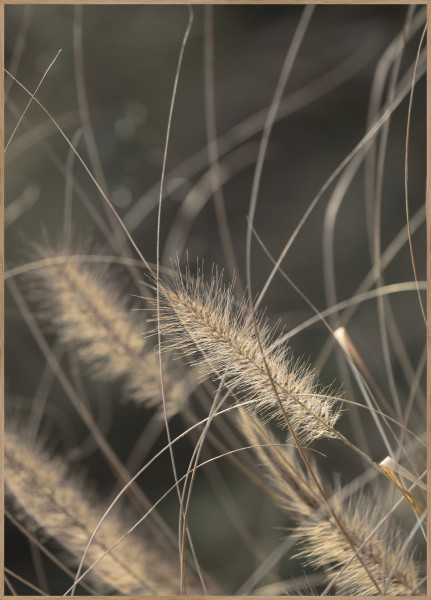 Posterboard MELLOW GRASSES 2 in mehrfarbig aus Papier