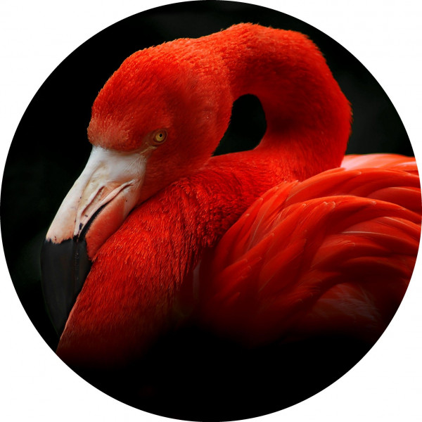Glasbild SLEEPING FLAMINGO in mehrfarbig aus Glas