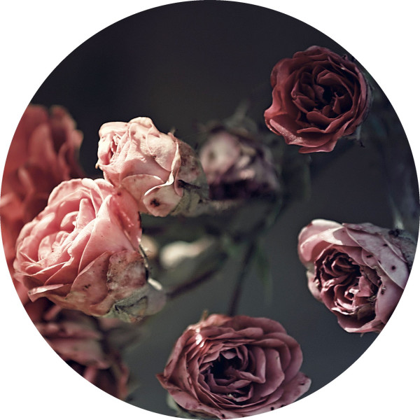 Glasbild BEAUTIFUL ROSES in mehrfarbig aus Glas