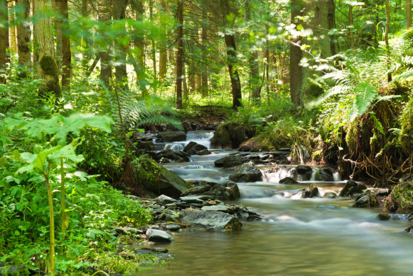 Akustikbild FLUßLAUF IM WALD 1 aus Materialmix